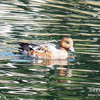 ヒドリガモの写真