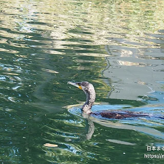 カワウの写真