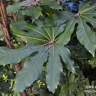 ヤツデ（花・実以外）の写真