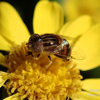 キゴシハナアブ（成虫）の写真