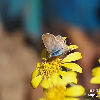 ウラナミシジミ（成虫）の写真