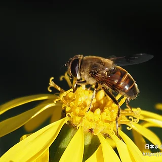 ナミハナアブ（成虫）の写真
