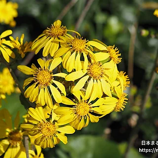 ツワブキの写真