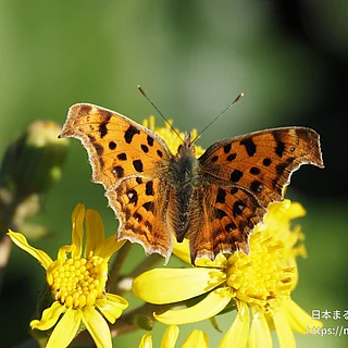 キタテハ（成虫）の写真
