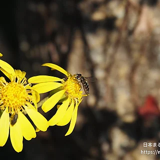 クロヒラタアブ属（成虫）の写真