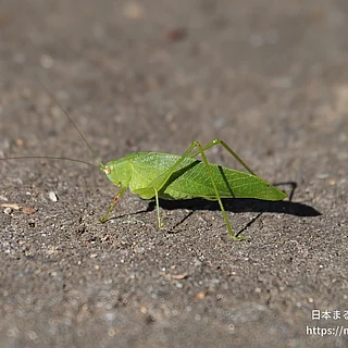 ヒメクダマキモドキ（成虫）の写真