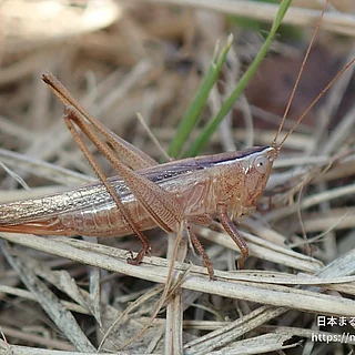 ホシササキリ（成虫）の写真