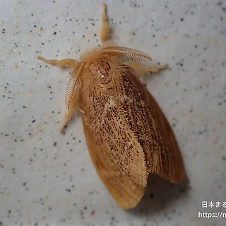 チャドクガ（成虫）の写真