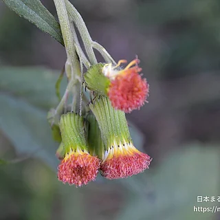ベニバナボロギク（花）の写真