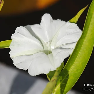 ヨウサイ（花）の写真