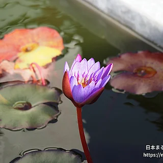 ティナ（花）の写真