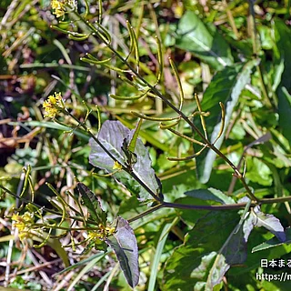 イヌガラシ（花）の写真
