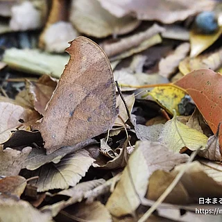クロコノマチョウ（成虫）の写真