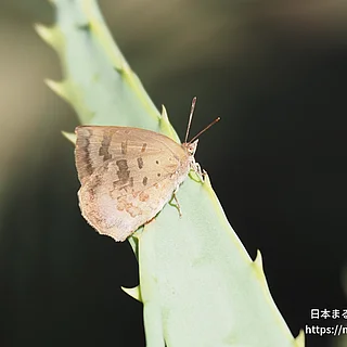ムラサキシジミ（成虫）の写真
