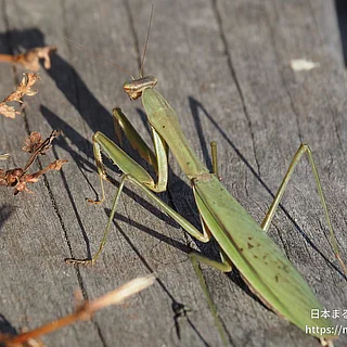 オオカマキリ（成虫）の写真
