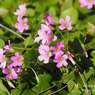 ムラサキカタバミ（花）の写真
