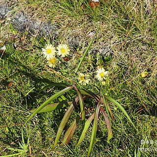 ホソバアキノノゲシ（花）の写真