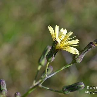アキノノゲシ（花）の写真