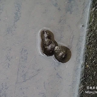 ヒメタニシの写真