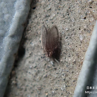 チョウバエ科（成虫）の写真