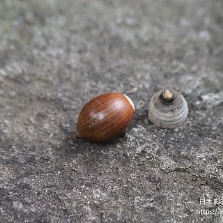アラカシの写真