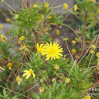 ユリオプス・クリサンテモイデス（花・実以外）の写真