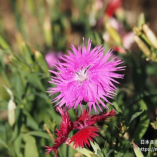 カワラナデシコ（花）の写真