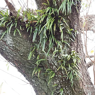 ノキシノブの写真