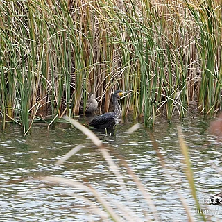 カワウの写真