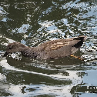オカヨシガモ（成体）の写真