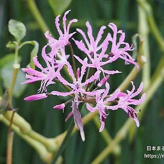 ネリネ属（花）の写真