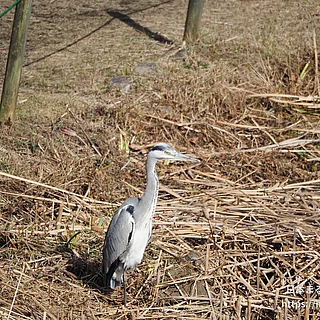 アオサギ（成体）の写真
