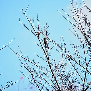 ヒヨドリの写真