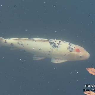 ニシキゴイの写真
