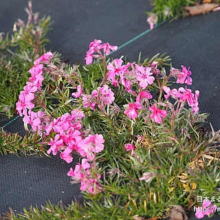シバザクラ（花）の写真