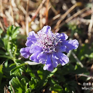 マツムシソウ（花）の写真