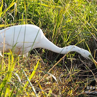 ダイサギ（成体）の写真