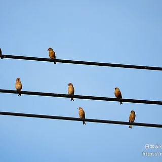 カワラヒワの写真