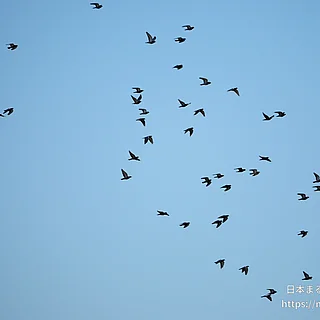 カワラバト（成体）の写真