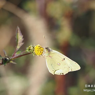 モンキチョウ（成虫）の写真