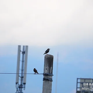 ムクドリの写真