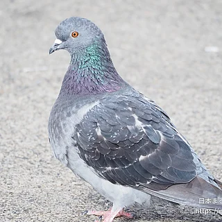 カワラバトの写真
