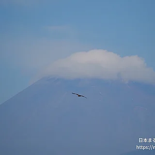 トビの写真