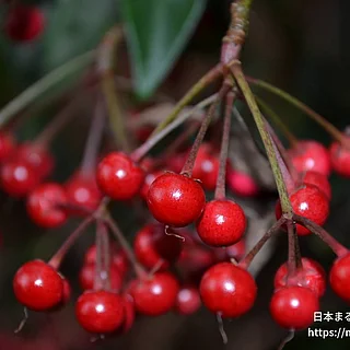 マンリョウの写真