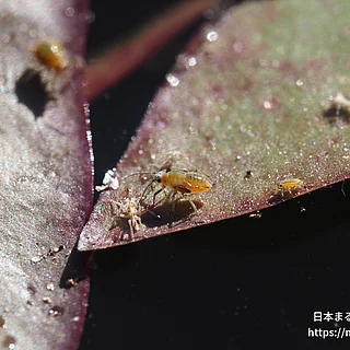 クワイクビレアブラムシの写真