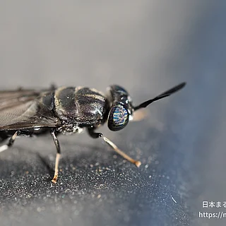 アメリカミズアブ（成虫）の写真