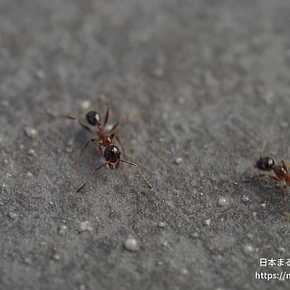 オオズアリ（成虫）の写真