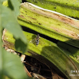 フタホシヒラタアブ（成虫）の写真