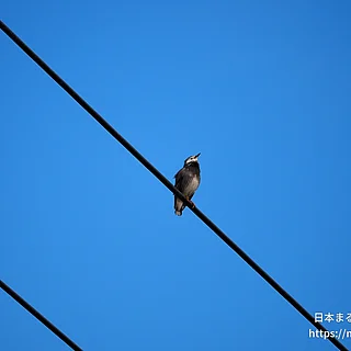 ムクドリの写真