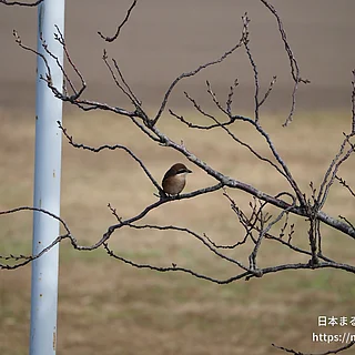 モズの写真